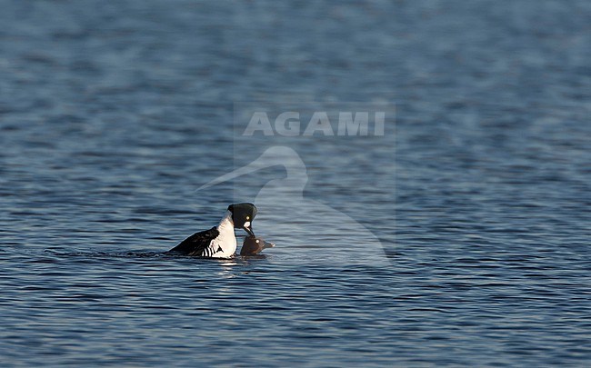 Wintering Common Goldeneye, Bucephala clangula, swimming at Starrevaart, Netherlands. Pair in courtship. stock-image by Agami/Marc Guyt,