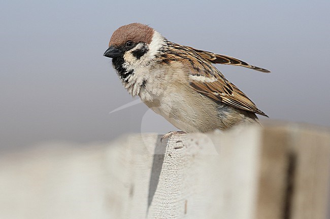Eurasian Tree Sparrow (Passer monatnus dilutus) perching on a fence stock-image by Agami/Mathias Putze,