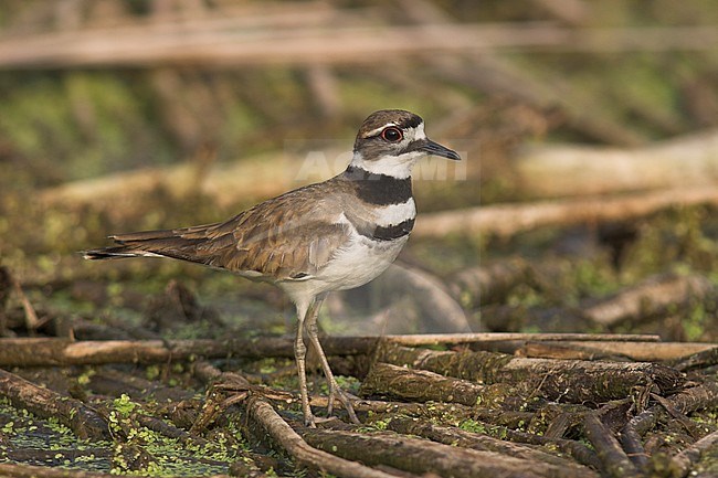 Killdeer (Charadrius vociferus) in Victoria, BC, Canada. stock-image by Agami/Glenn Bartley,