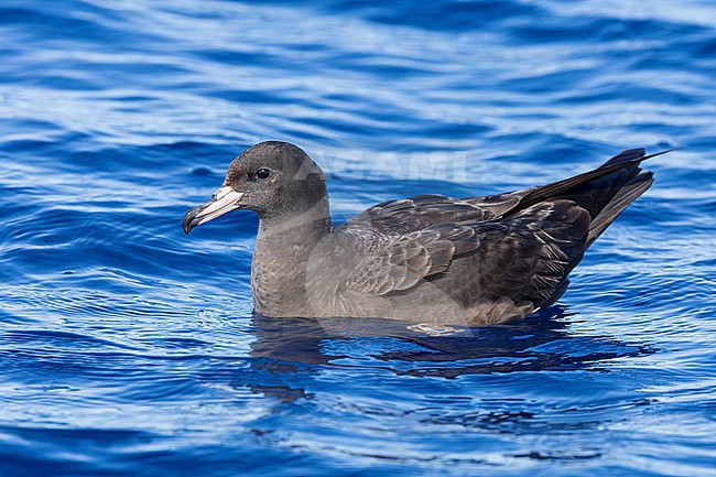 Flesh-footed Shearwater (Ardenna carneipes) at the pacific ocean off New Zealand. stock-image by Agami/Marc Guyt,