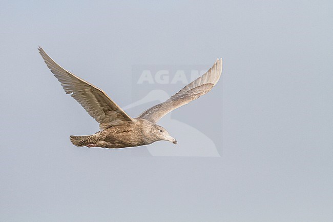 Grote Burgemeester, Glaucous Gull, Larus hyperboreus first winter flying stock-image by Agami/Menno van Duijn,