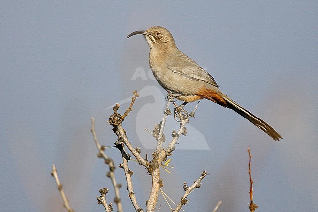 Adult
Socorro Co., NM
December 2008 stock-image by Agami/Brian E Small,