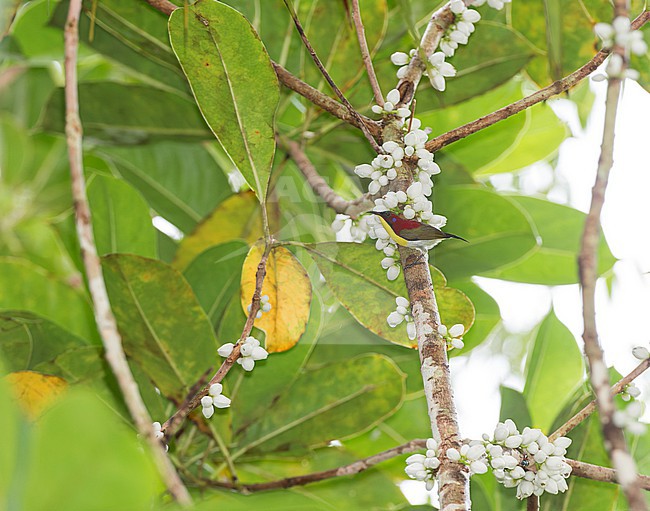 Stunning male Handsome Sunbird (Aethopyga bella) in the Philippines. stock-image by Agami/Dani Lopez-Velasco,