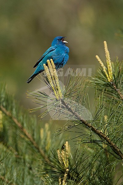 Adult spring male Indigo Bunting (Passerina cyanea) in summer plumage perched a branch in Long Pont, Ontario, Canada. Singing from top of a pine tree. stock-image by Agami/Glenn Bartley,
