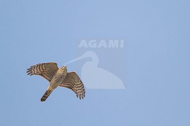 Eurasian Sparrowhawk - Sperber - Accipiter nisus ssp. nisus, Germany, 1st cy stock-image by Agami/Ralph Martin,
