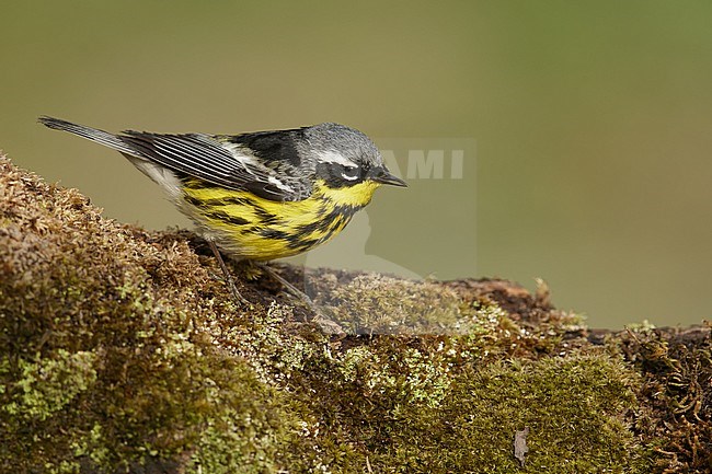Mannetje Magnoliazanger in zomerkleed, Male Magnolia Warbler in breeding plumage stock-image by Agami/Brian E Small,