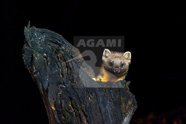 Pine Marten (Martes martes) looking into the camera from behind a dead tree. The picture is taken at night. The background is black. stock-image by Agami/Hans Germeraad,