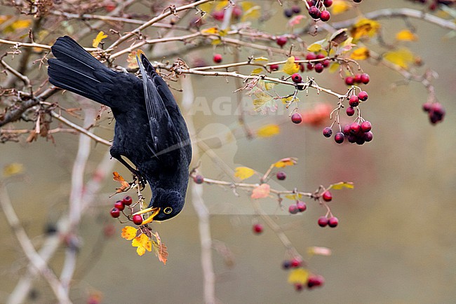 Male Eurasian Blackbird, Turdus merula, in Italy. stock-image by Agami/Daniele Occhiato,