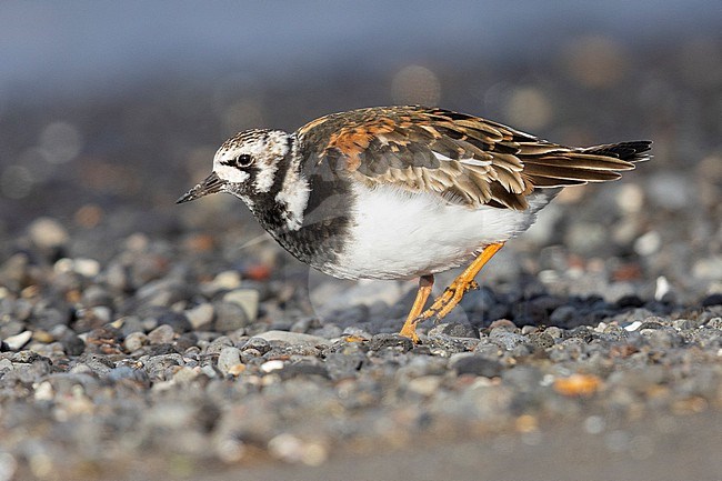 Ruddy Turnstone (Arenaria interpres), side view of an adult walking on pebbles beach, Nothwestern Region, Iceland stock-image by Agami/Saverio Gatto,
