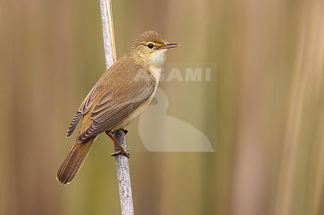 Common Reed Warbler, Acrocephalus scirpaceus, in Italy. stock-image by Agami/Daniele Occhiato,
