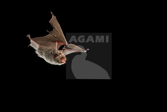 Long Fingered Bat; Myotis capaccinii stock-image by Agami/Theo Douma,