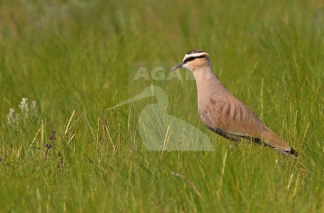  stock-image by Agami/Eduard Sangster,