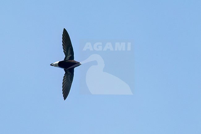 Purple Needletail (Hirundapus celebensis) soaring above the forest in the Philippines stock-image by Agami/Dubi Shapiro,