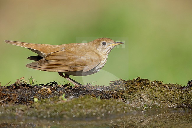 Adult Veery (Veery, Catharus fuscescens)
Galveston Co., Texas, USA stock-image by Agami/Brian E Small,