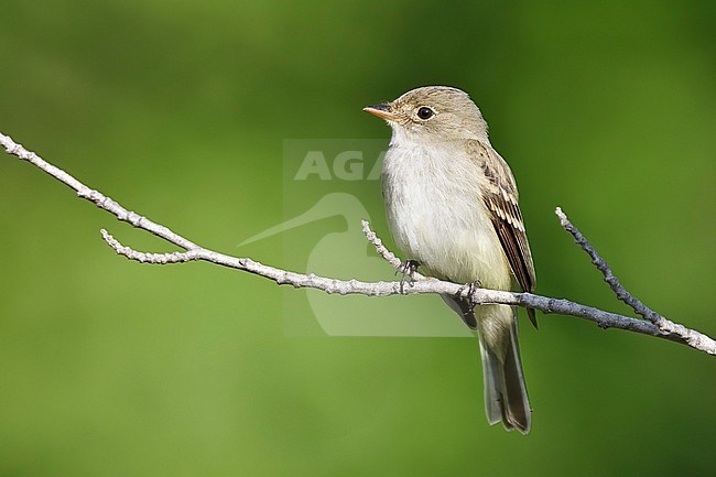 Adult Alder Flycatcher (Empidonax alnorum) perched on a twig in Anchorage, Alaska, USA. stock-image by Agami/Brian E Small,