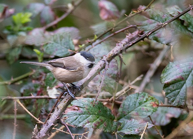 British Marsh Tit (Poecile palustris dresseri) at Cockley in Cley, Norfolk, England. stock-image by Agami/Steve Gantlett,