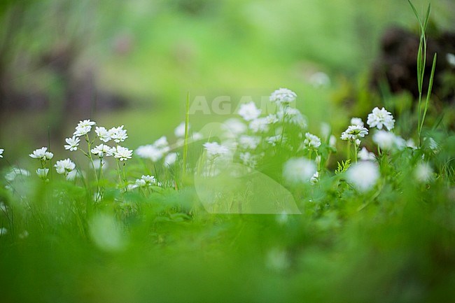 Meadow Saxifrage cultivar flowers stock-image by Agami/Wil Leurs,