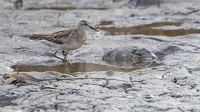 Sharp-tailed Sandpiper (Calidris acuminata) walking. stock-image by Agami/Lennart Verheuvel,