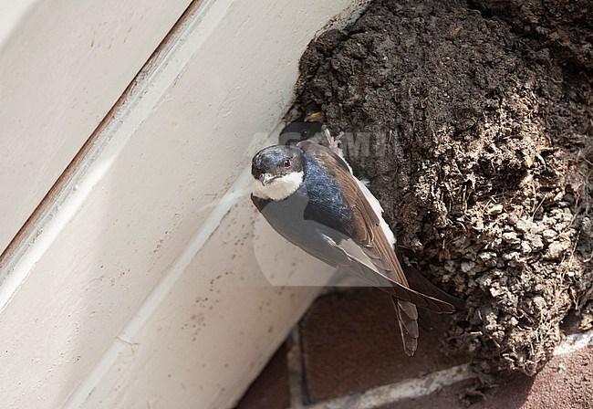 Nest of a Common House Martin, Delichon urbicum, in the Netherlands. stock-image by Agami/Marc Guyt,