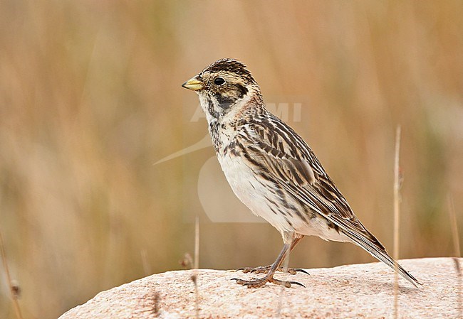 The Lapland Longspur is a breeding bird of the tundras of North America and Eurasia. This picture of a female is taken in July at Rankin Inlet, Manitoba, Canada. stock-image by Agami/Eduard Sangster,