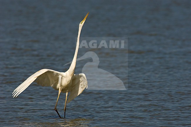 Great Egret in threat posture, Grote Zilverreiger in dreighouding stock-image by Agami/Wil Leurs,