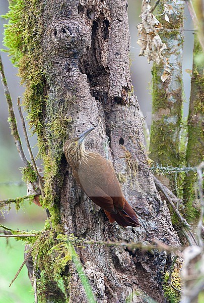 Strong-billed Woodcreeper (Xiphocolaptes promeropirhynchus) in Tandayapa valley, Ecuador. stock-image by Agami/Marc Guyt,