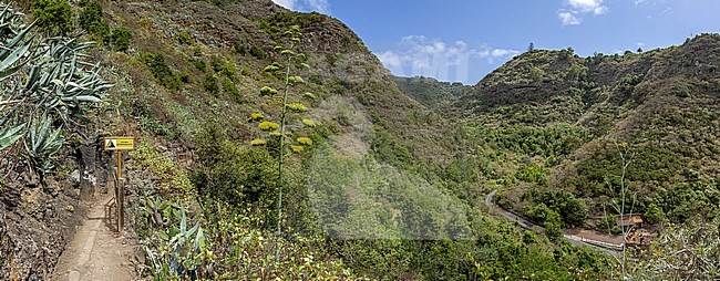 View of a trail in Los Tilos, Moya, Gran Canaria, Canary Islands, Spain. stock-image by Agami/Vincent Legrand,
