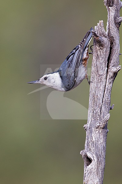 Adult
Pima Co., AZ
May 2011 stock-image by Agami/Brian E Small,