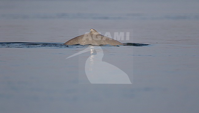 Irrawaddy dolphin, Orcaella brevirostris) swimming in the Mekong river at Kratie, Cambodia. stock-image by Agami/James Eaton,