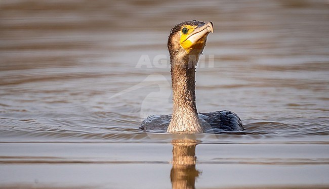 Great Cormorant, Phalacrocorax carbo sinensis. close-up; front; swimming; water; aalscholver stock-image by Agami/Hans Germeraad,