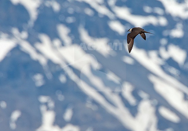 Adult Arctic Skua (Stercorarius parasiticus) in flight at Spitsbergen, arctic Norway. Snow covered mountain slope in the background. stock-image by Agami/Marc Guyt,