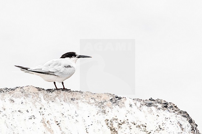 Roseate Tern (Sterna dougallii) in late summer on Madeira, Portugal stock-image by Agami/Marc Guyt,