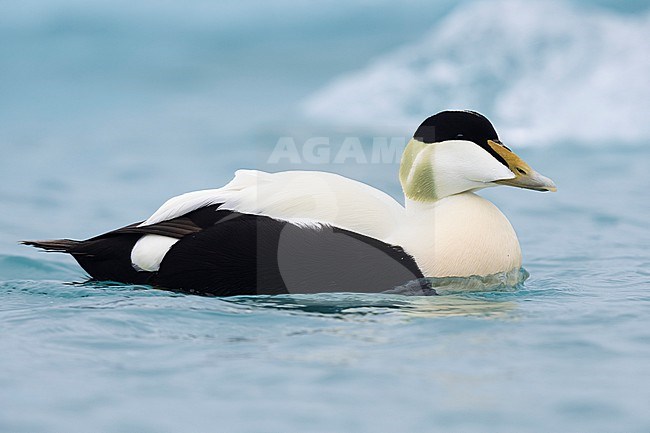 Common Eider (Somateria mollissima borealis), side view of an adult male swimming, Southern Region, Iceland stock-image by Agami/Saverio Gatto,