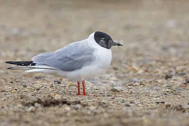 Adult Bonaparte's Gull (Chroicocephalus philadelphia) in breeding plumage at Churchill, Manitoba, Canada, in June 2017. stock-image by Agami/Brian E Small,