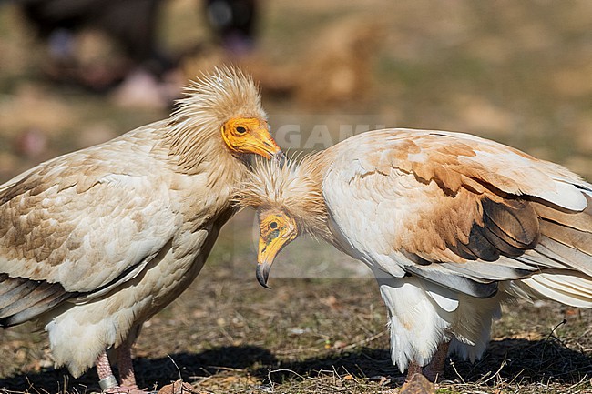 Adult Egyptian Vulture (Neophron percnopterus) in Extremadura, Spain. stock-image by Agami/Marc Guyt,