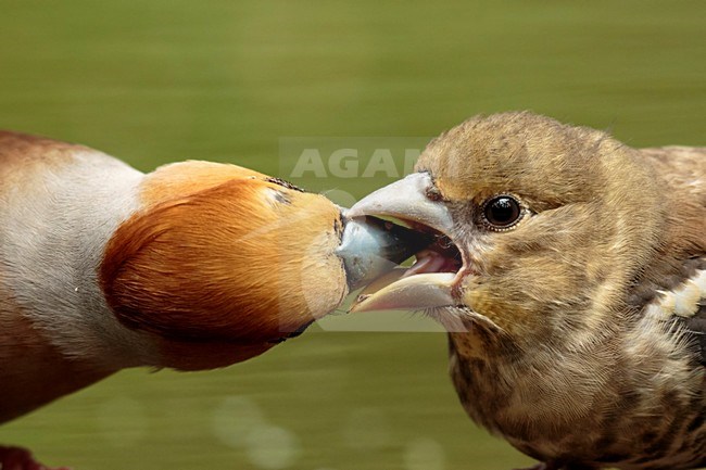 Appelvink man voert jong, Hawfinch male feeding juvenile stock-image by Agami/Walter Soestbergen,