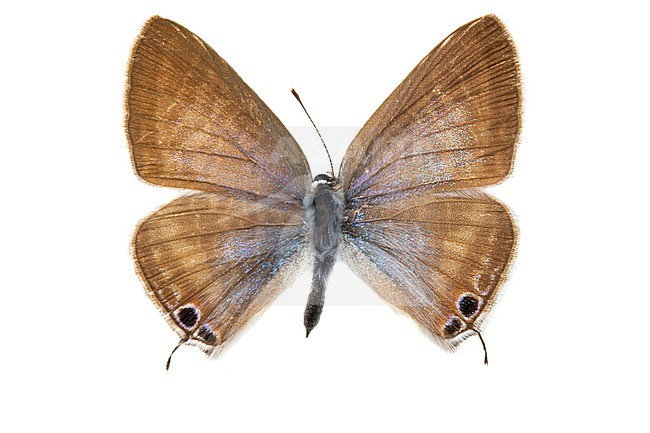 Long-tailed Blue, Tijgerblauwtje, Lampides boeticus stock-image by Agami/Wil Leurs,