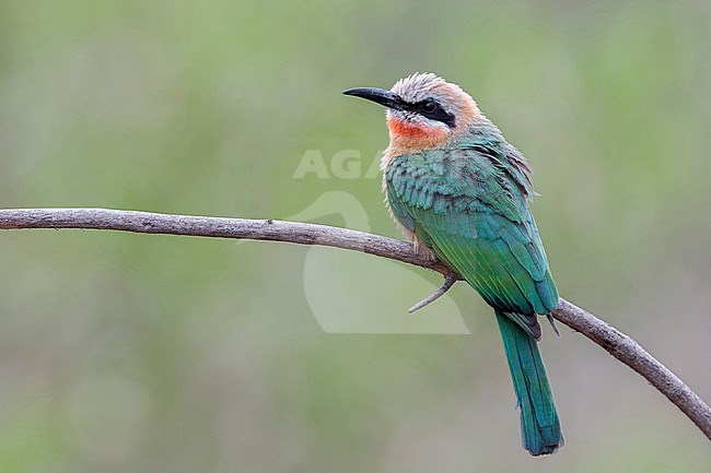 White-fronted Bee-eater (Merops bullockoides), individual perched on a branch, Mpumalanga, South Africa stock-image by Agami/Saverio Gatto,