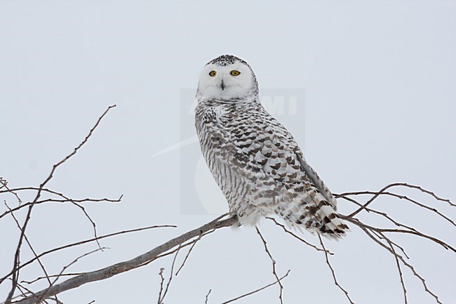 Sneeuwuil zittend op tak; Snowy Owl perched on branch stock-image by Agami/Chris van Rijswijk,