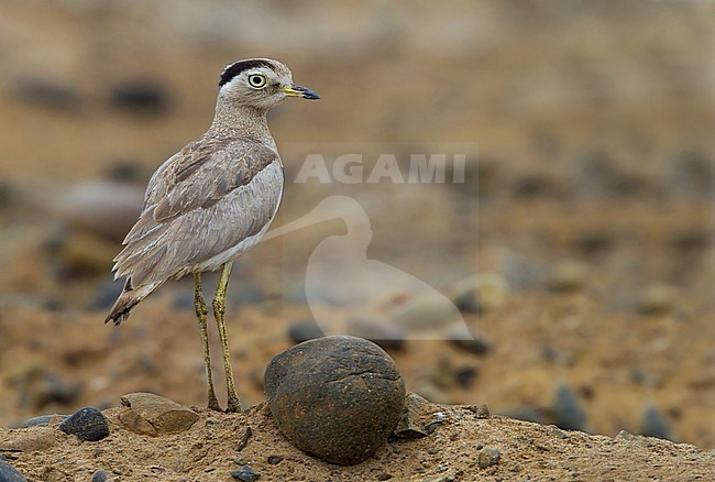  stock-image by Agami/Dubi Shapiro,