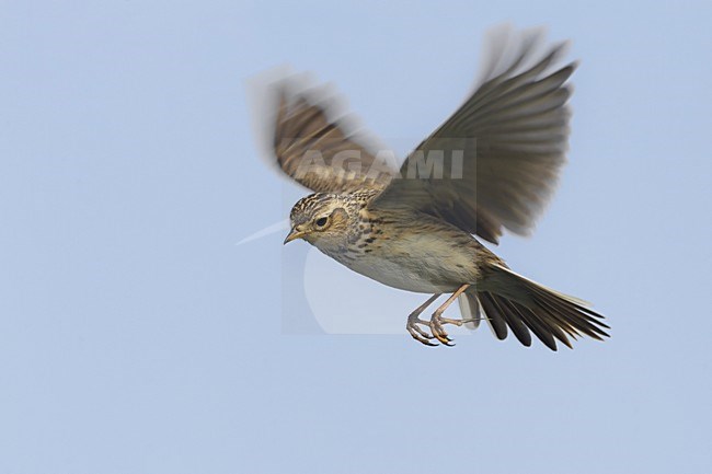 Veldleeuwerik; Eurasian Skylark stock-image by Agami/Daniele Occhiato,