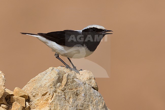 Finsch Tapuit zingend op rots; Finschs Wheatear singing on rock stock-image by Agami/Daniele Occhiato,