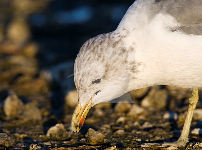 Californische Meeuw; California Gull stock-image by Agami/Marc Guyt,
