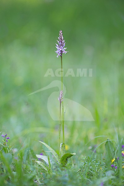 Common spotted Orchid; Dactylorhiza fuchsii stock-image by Agami/Theo Douma,