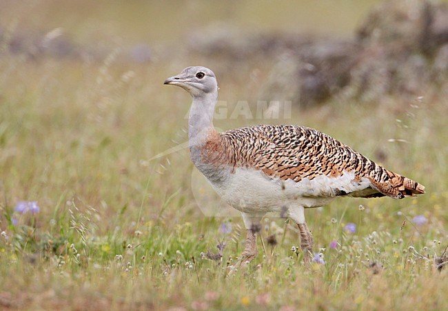 Female Grote trap; Female Great Bustard stock-image by Agami/Markus Varesvuo,