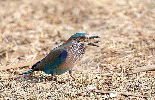 Adult Indian roller (Coracias benghalensis) standing on the ground, tossing up an insect in the air to eat. stock-image by Agami/Marc Guyt,