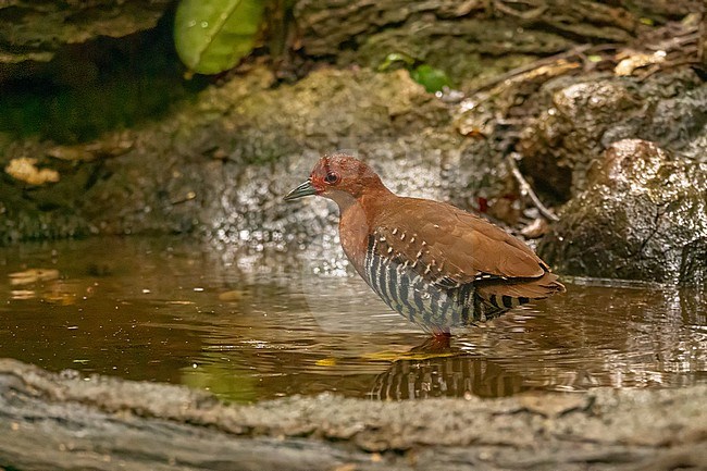 Red-legged crake, rallina fasciata stock-image by Agami/Hans Germeraad,