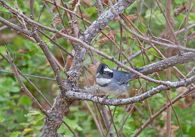 Black-capped Sparrow (Arremon abeillei) in northern Peru. stock-image by Agami/Pete Morris,