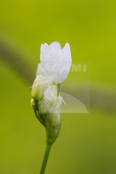 Lebanon Onion flowers stock-image by Agami/Wil Leurs,