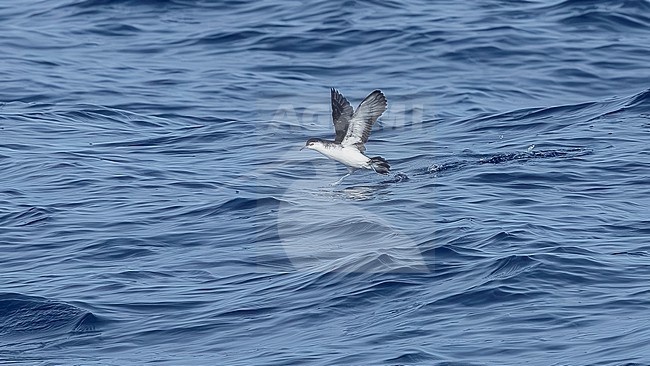 Barolo Shearwater (Puffinus baroli) taking off at sea off Corvo, Azores, Portugal. stock-image by Agami/Vincent Legrand,
